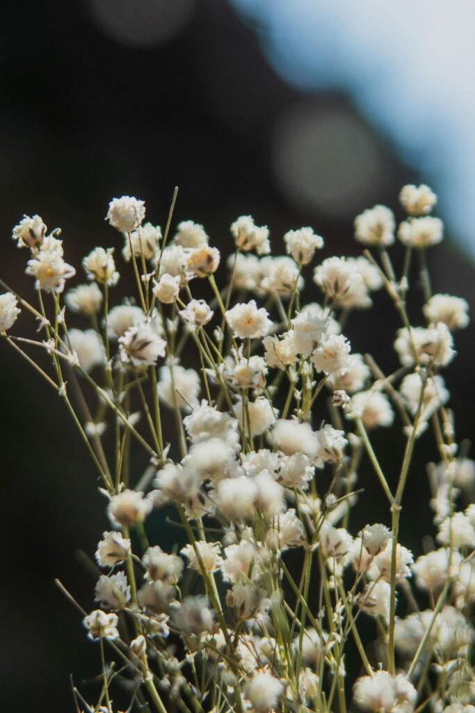 Delicate baby's breath Valentine's arrangement