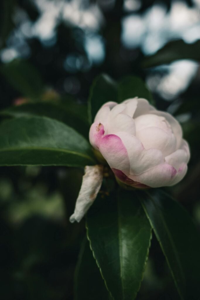 Luxurious camellia blooms Valentine's arrangement