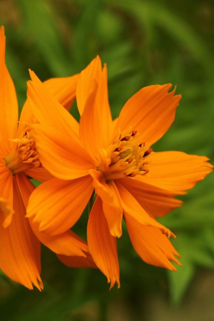 Lush pink hydrangea bouquet for Valentine's Day