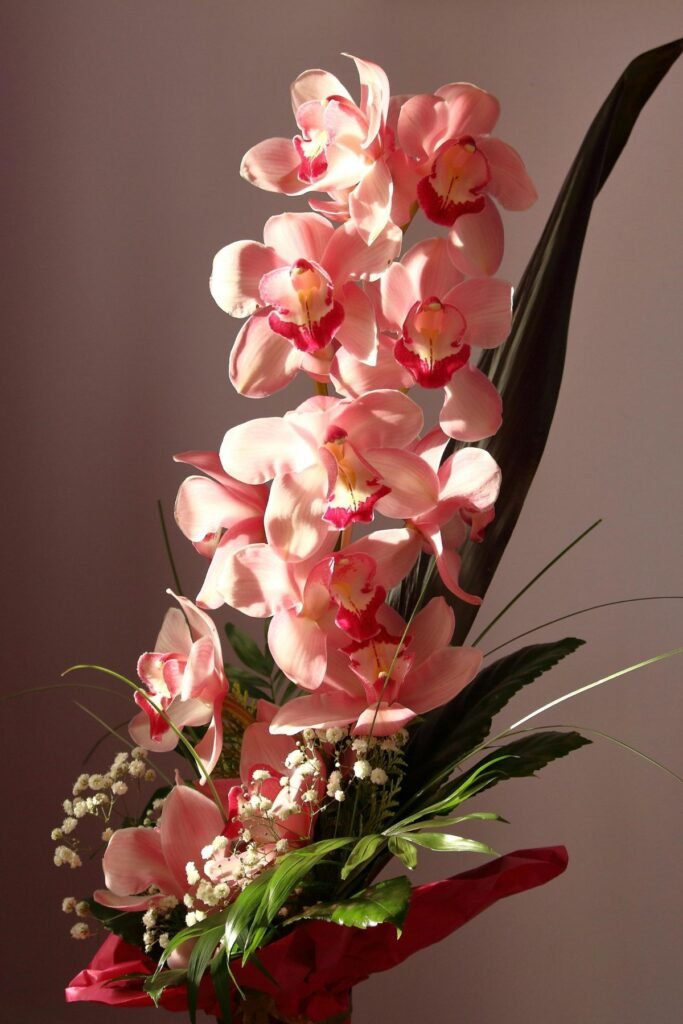Elegant orchid plant Valentine's Day gift
