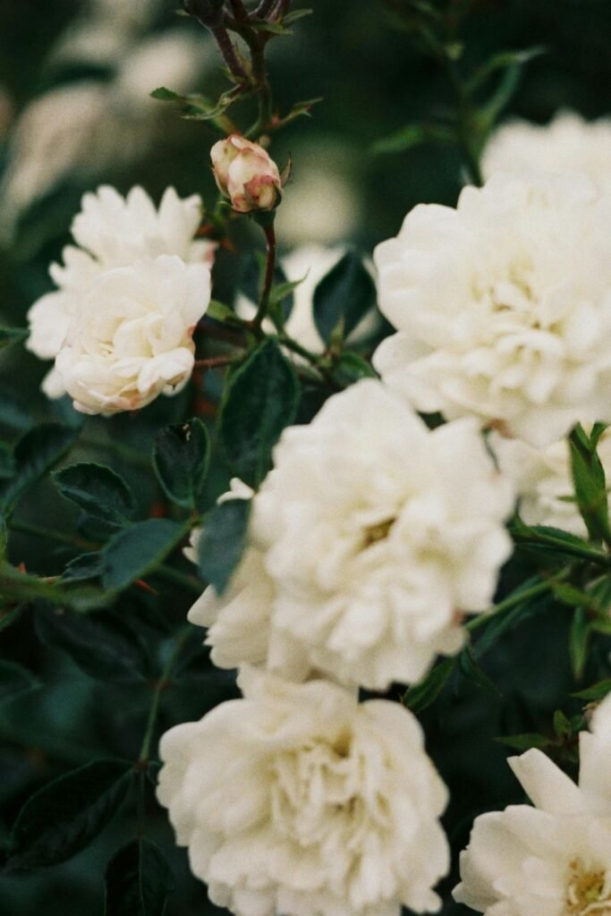 White gardenia blooms Valentine's Day bouquet