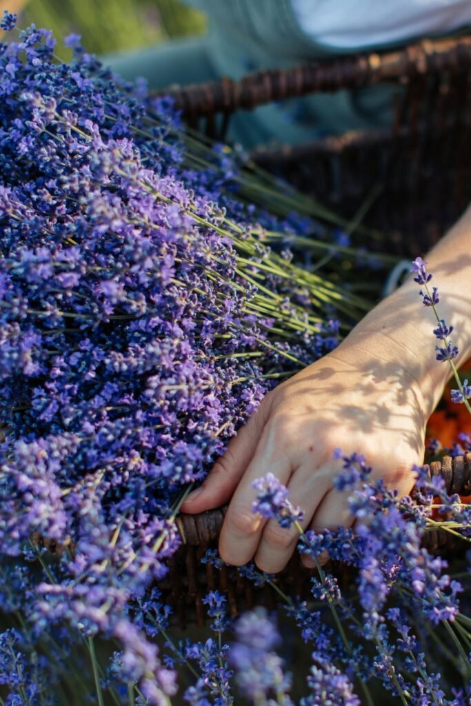 Purple lavender flowers Valentine's Day arrangement