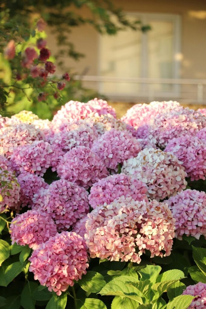 Lush pink hydrangea bouquet for Valentine's Day