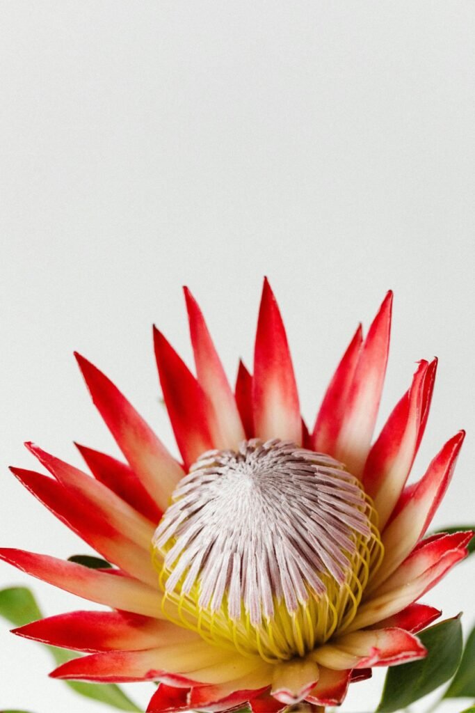 Exotic protea bloom Valentine's Day bouquet