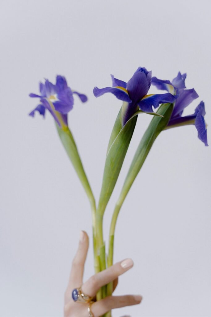 Elegant iris blooms Valentine's Day arrangement