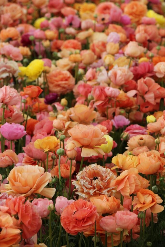 Layered ranunculus blooms Valentine's Day bouquet