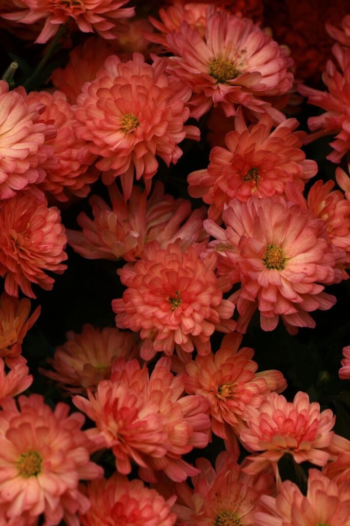 Red and white mums Valentine's Day arrangement