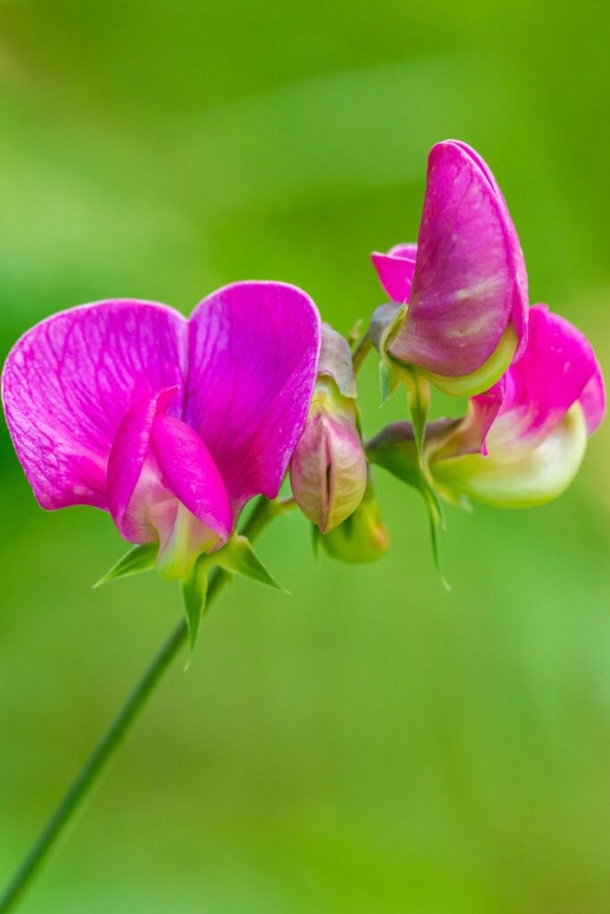 astel sweet pea blooms Valentine's bouquet
