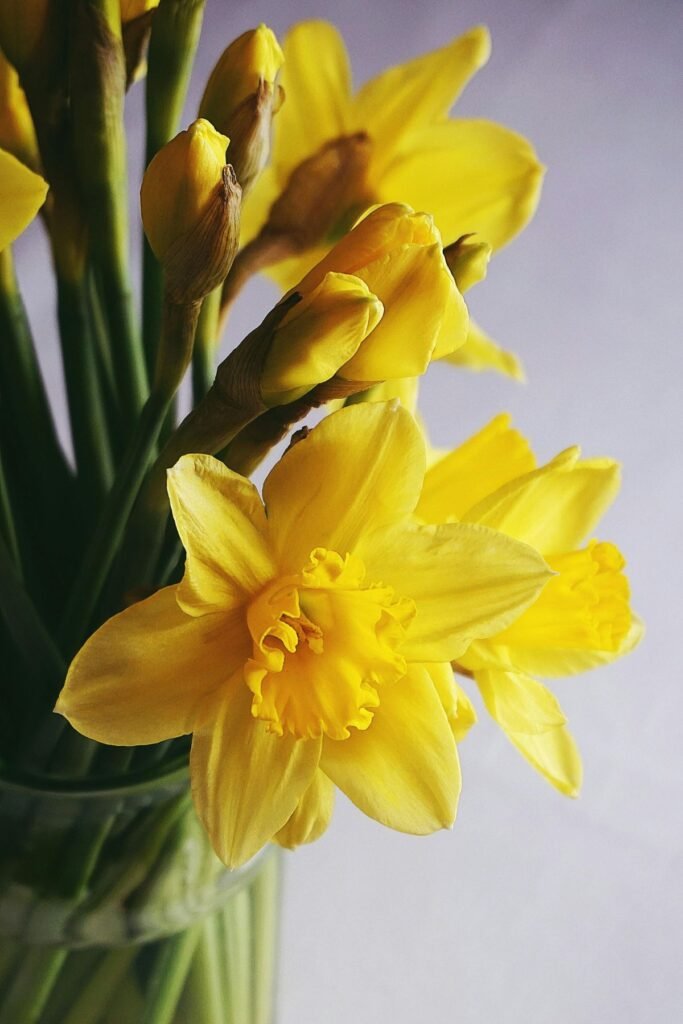 Cheerful daffodils Valentine's Day bouquet